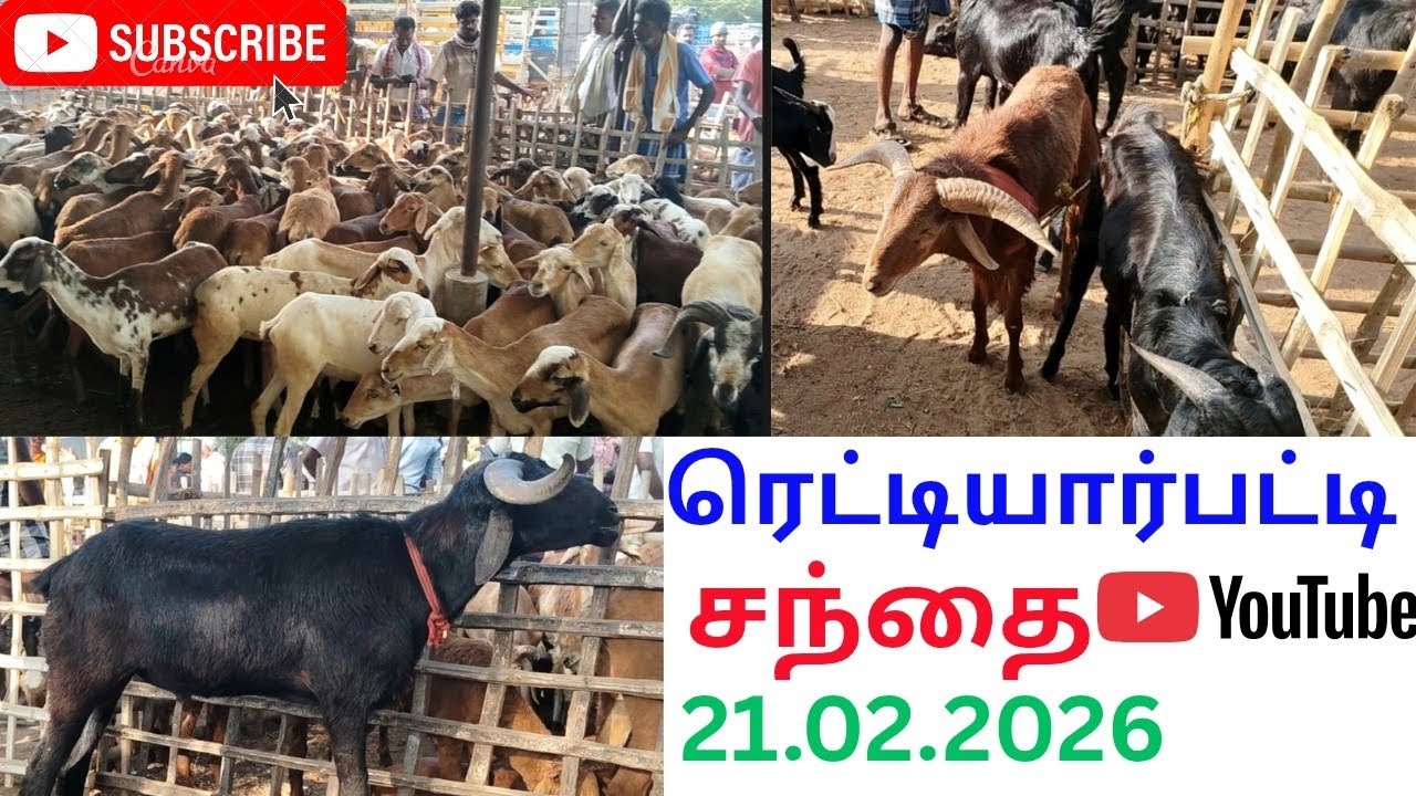 ரெட்டியார்பட்டி சந்தை. 21.02.2026.