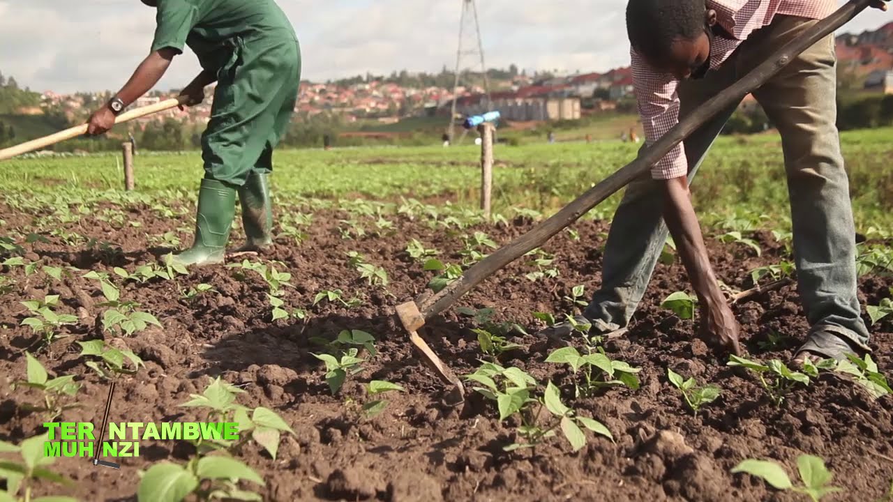 Akamaro ko kubagara ibishyimbo | Tera Intambwe Muhinzi Mworozi