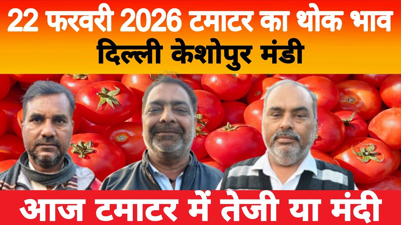 22 Feb 2026 Delhi 🍅 टमाटर होलसेल भाव | Keshopur Mandi | Today Tomato Rate #tamatar #tamatarmandi