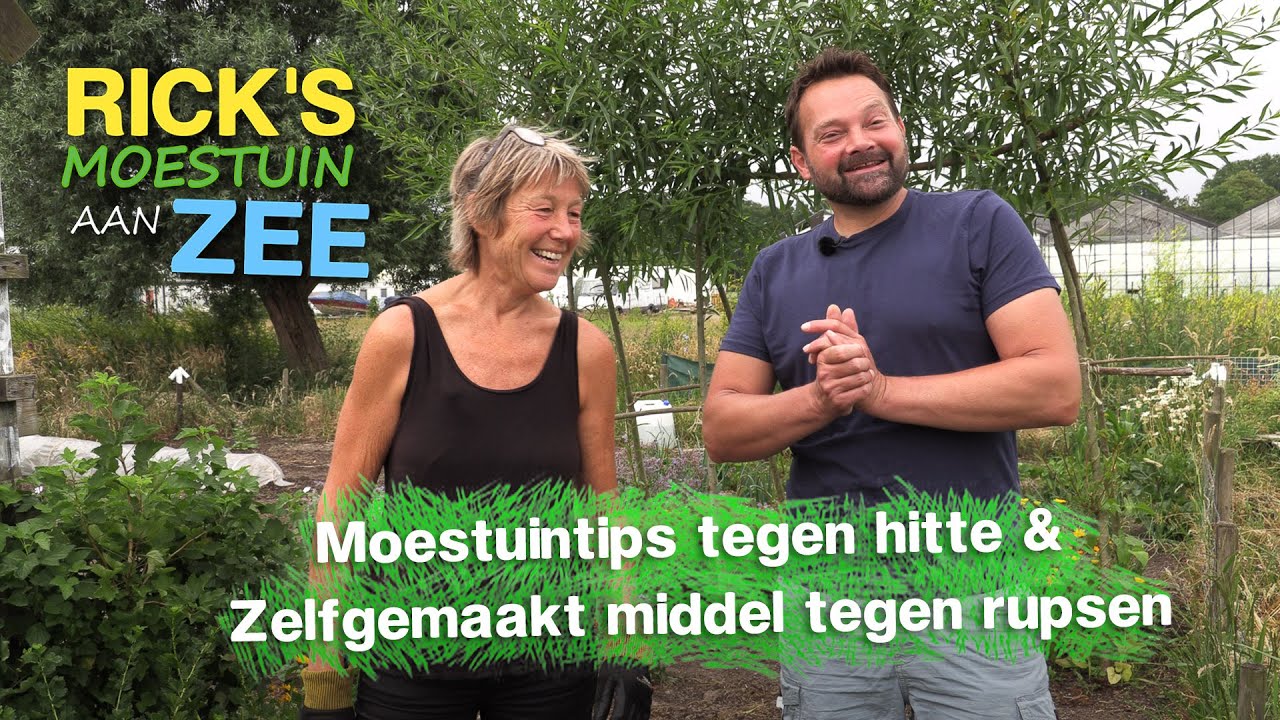 Moestuintips tegen de hitte & een anti rupsen middel | Rick's Moestuin Aan Zee
