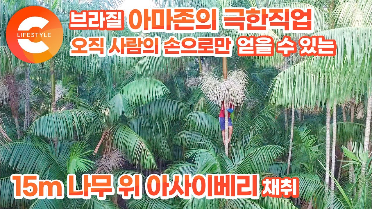 브라질 아마존의 극한현장, 15m 나무 위 추락의 공포와 벌레떼 공격을 견디는 아사이베리 채취 노동자들ㅣ해외 극한직업