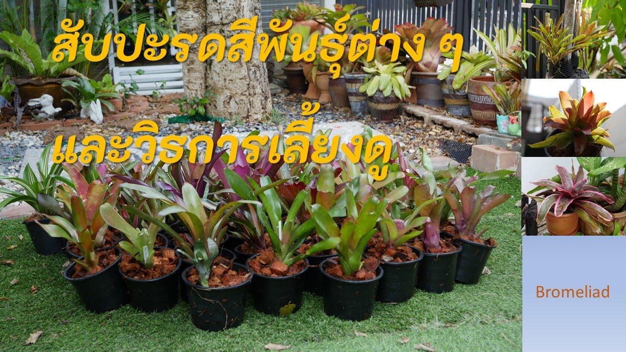 สับปะรดสีพันธุ์ต่างๆ และวิธีการเลี้ยง ตอนที่9