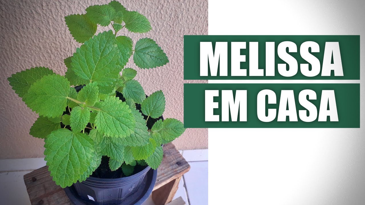 COMO PLANTAR MELISSA (ERVA CIDREIRA)
