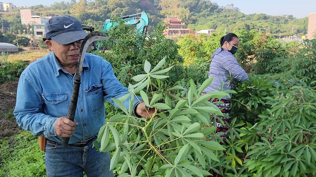 樹薯種植採收