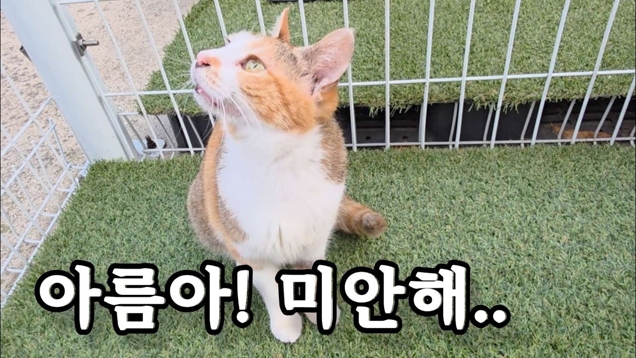 아름이 모녀 예기치 못한 일로 합사 실패 하였습니다.[무편집 풀버전]#고양이