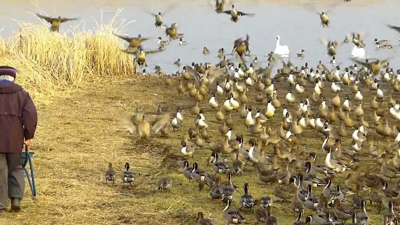 多々良沼(ガバ沼)オナガガモ給餌