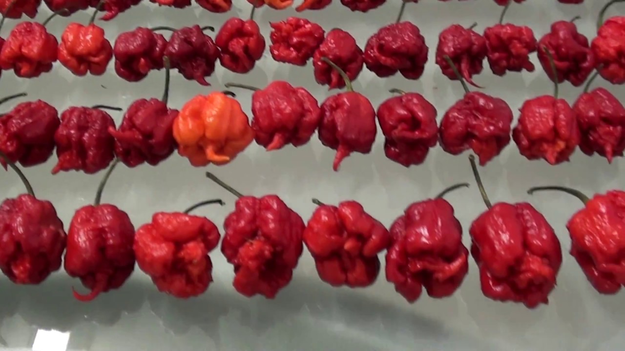 carolina reaper in natura