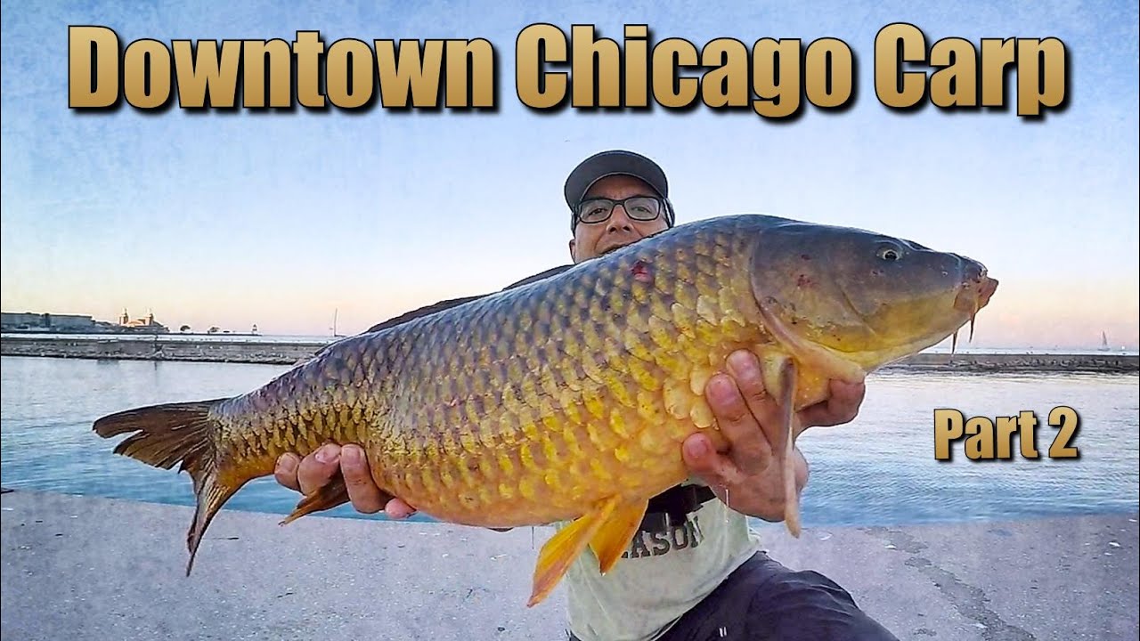 Chicago Monster Carp Series Part #2 6/2021
