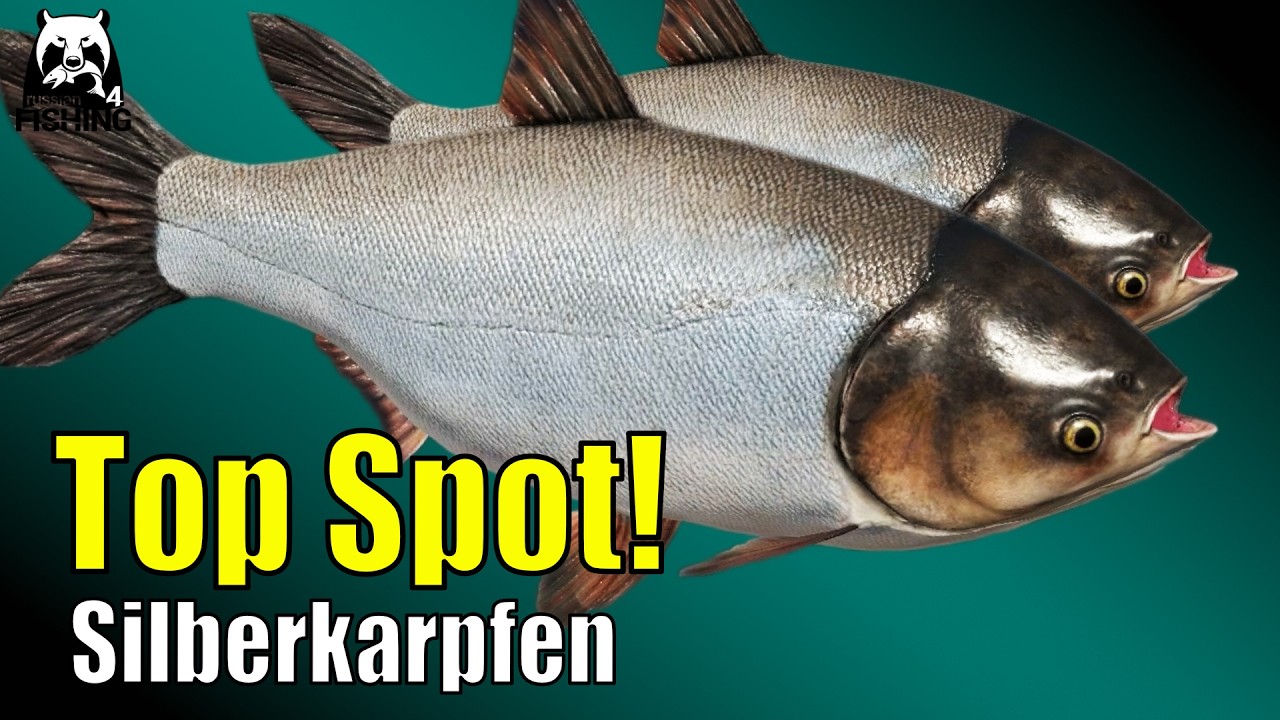Russian Fishing 4 - Sura - Silberkarpfen Top Spot auf Zig Rig Ohne PVA! #rf4