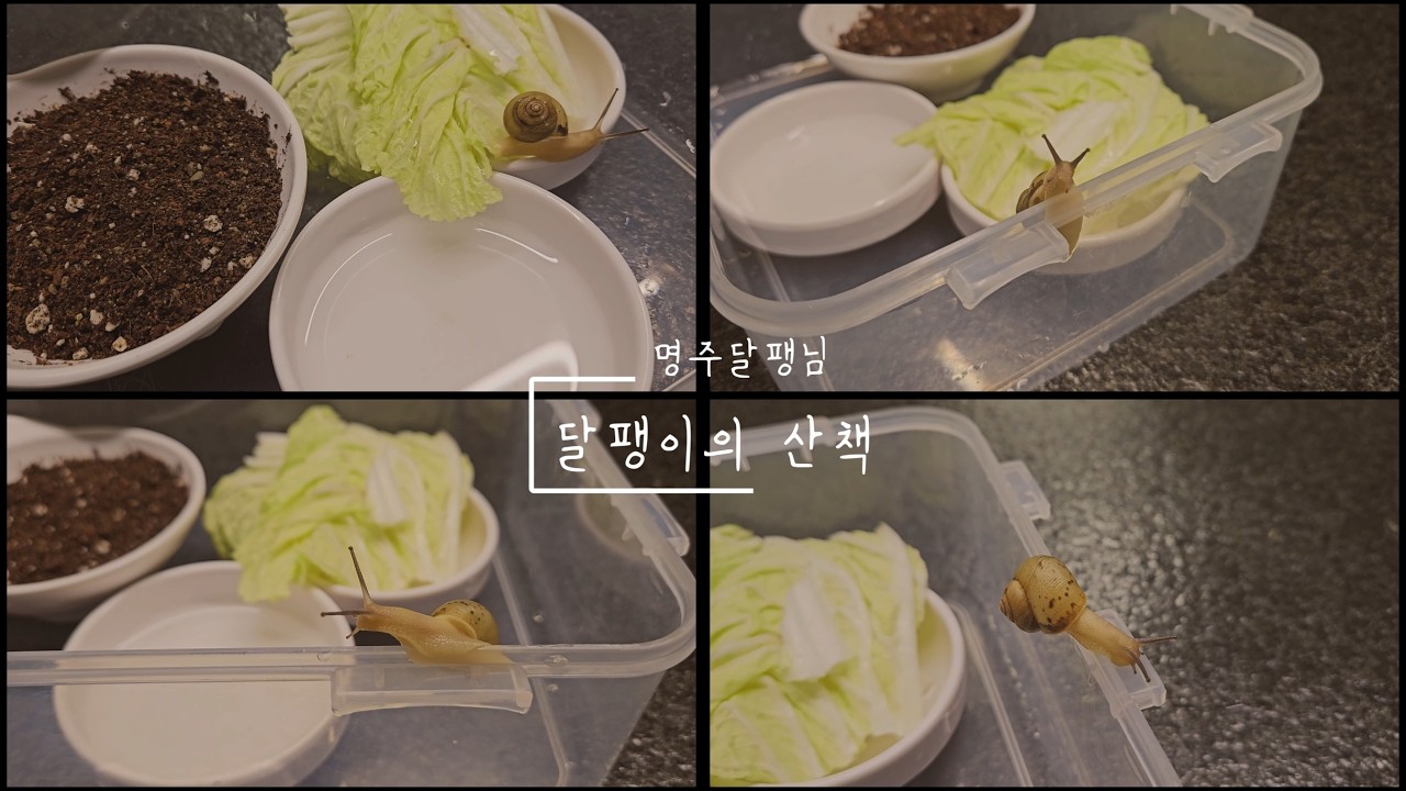 달팽님의 산책, 정상을 향하여~ #탈출시도