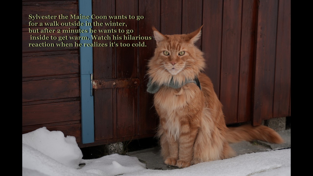 Sylvester Maine Coon out in the snow. Watch his hilarious reaction when he realizes it`s too cold.