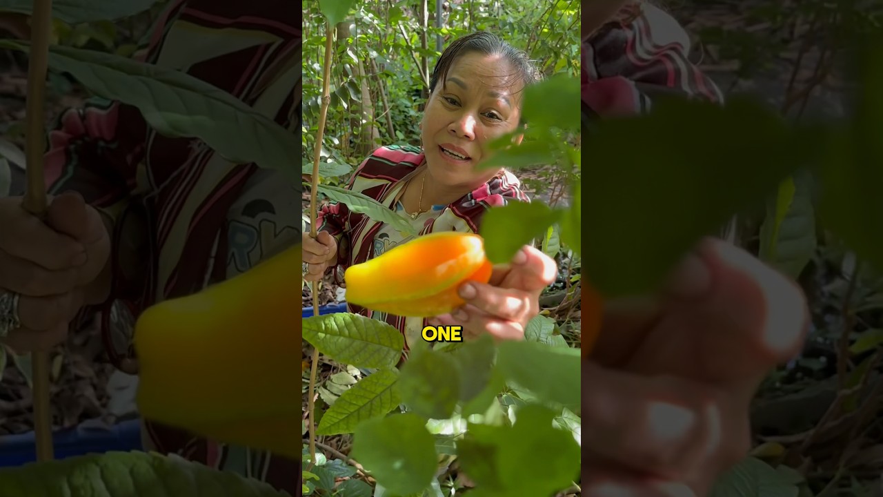 Как вырастить карамболу из семян! 🌱⭐️ #звездоцвет #каквырастить