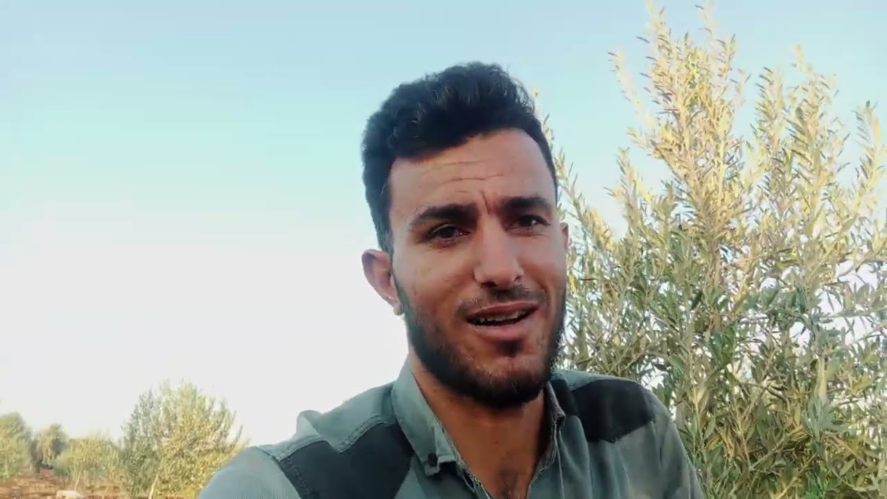 كمية الماء التي تحتاجها شجرة الزيتون القزمي (الاسباني) ...#3