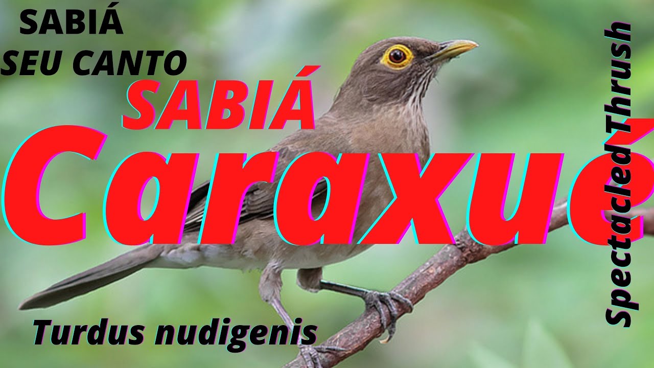 SABIÁ CARAXUÉ SEU CANTO Spectacled Thrush