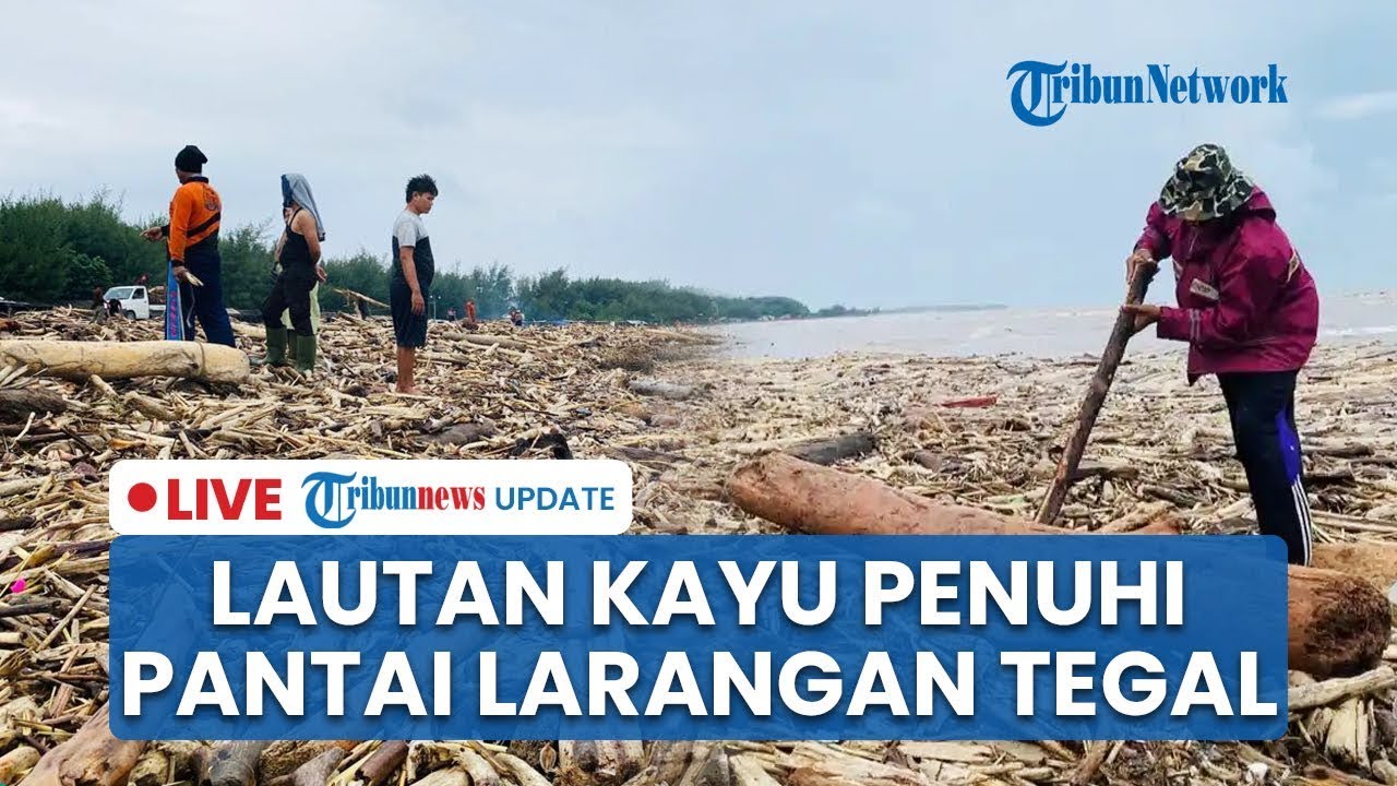 🔴 LIVE: Imbas Banjir Bandang Gunung Slamet, Pantai Larangan Tegal Dipenuhi Lautan Kayu Gelondongan