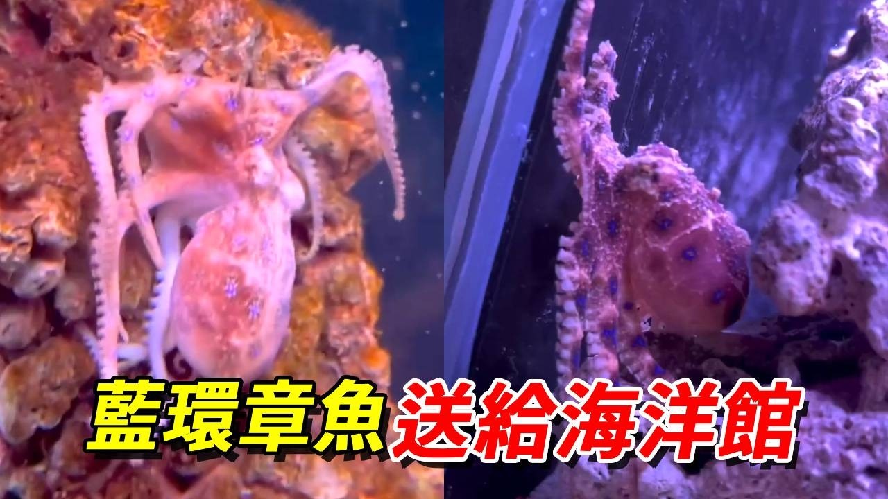 把藍環章魚送給海洋館！！！#來渾南不一樣_消除背景音