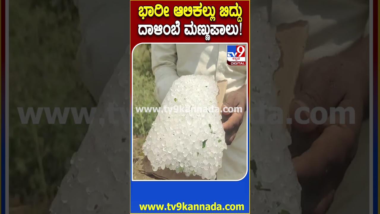Rain crop loss: ಬಾಗಲಕೋಟೆ ಜಿಲ್ಲೆಯಲ್ಲಿ ಆಲಿಕಲ್ಲು ಮಳೆಗೆ ದಾಳಿಂಬೆ, ಪಪ್ಪಾಯಿ, ಗೋಧಿ ಬೆಳೆ ನಾಶ | #TV9D