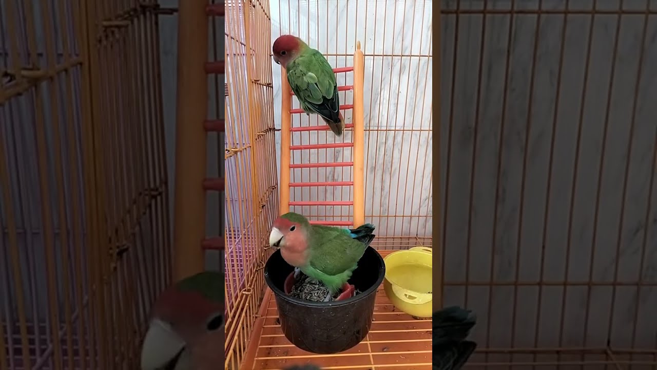 African Love Birds🐥 is live!