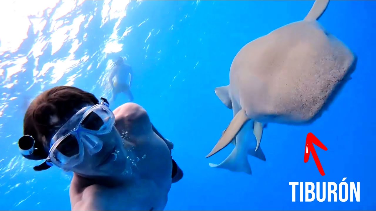 1 Hora Nadando Entre Tiburones En Maldivas 🦈