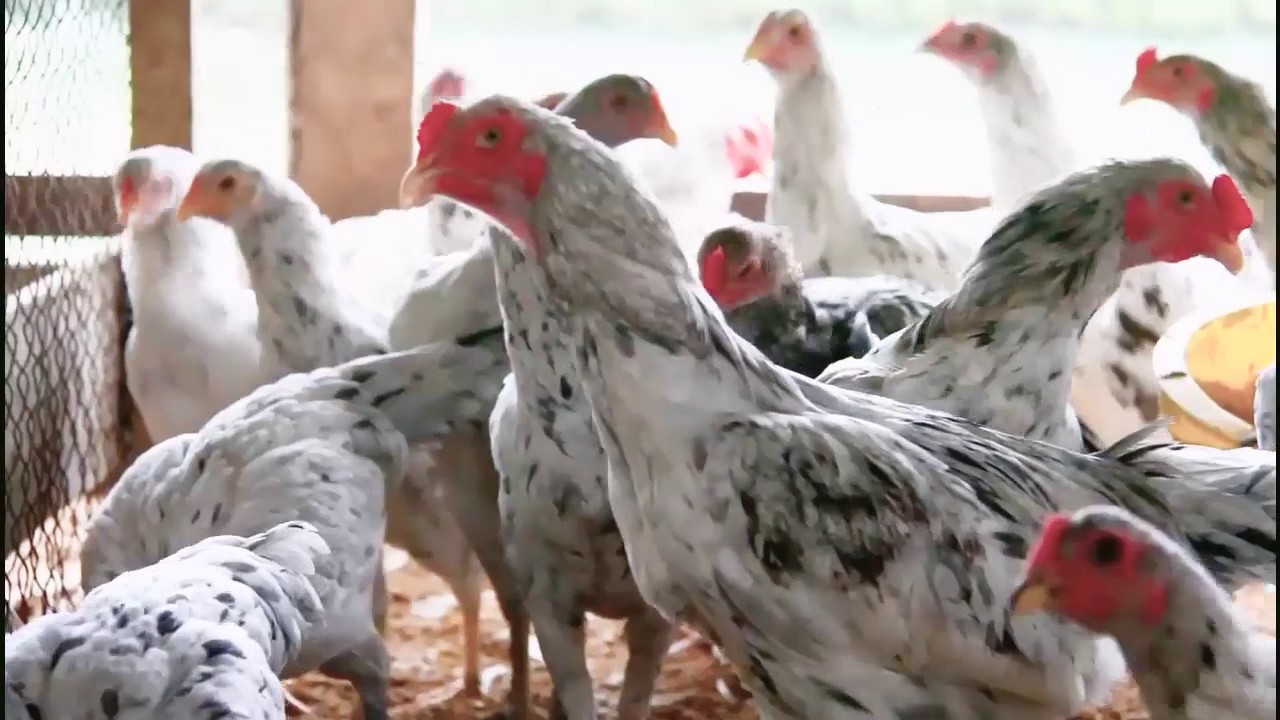 Keunggulan Ayam Sensi  1 Agrinak