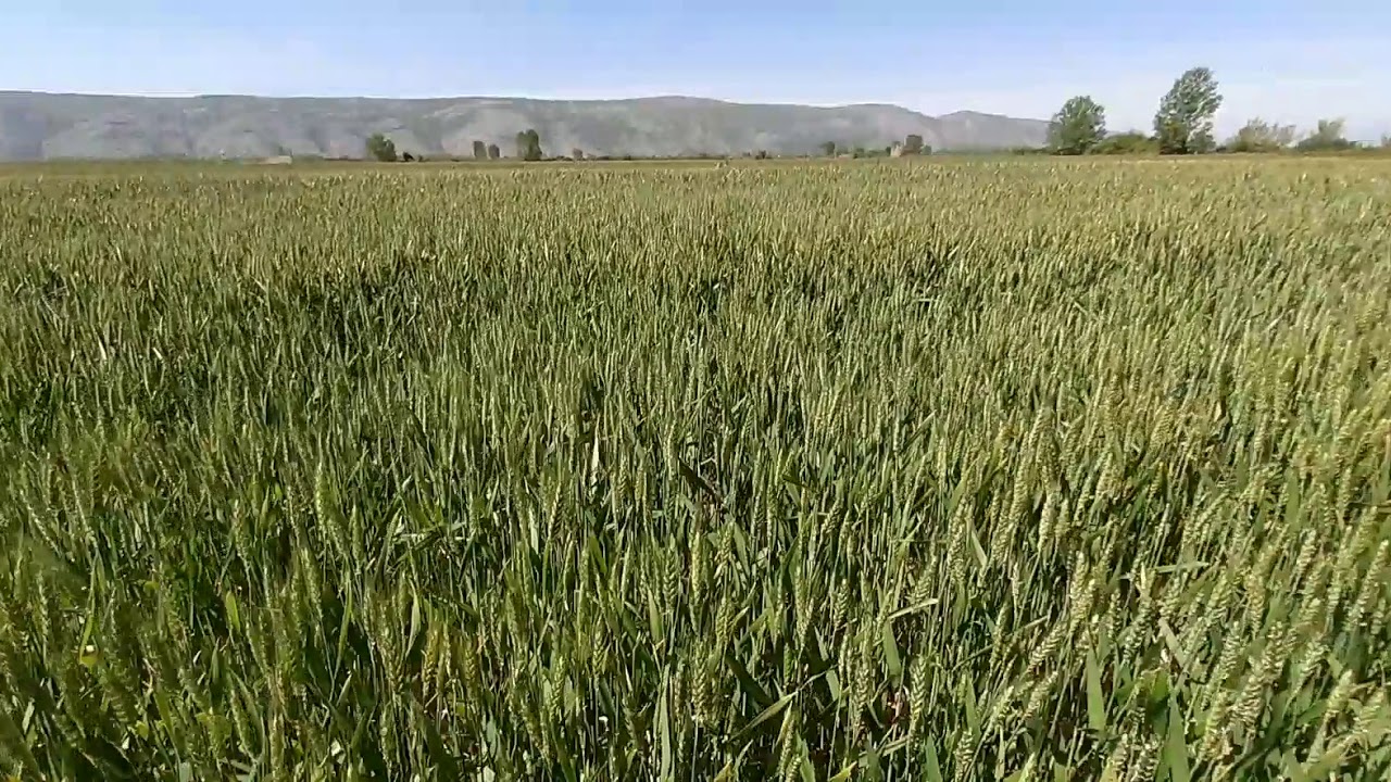 Wheat in Albania / 18 april 2020