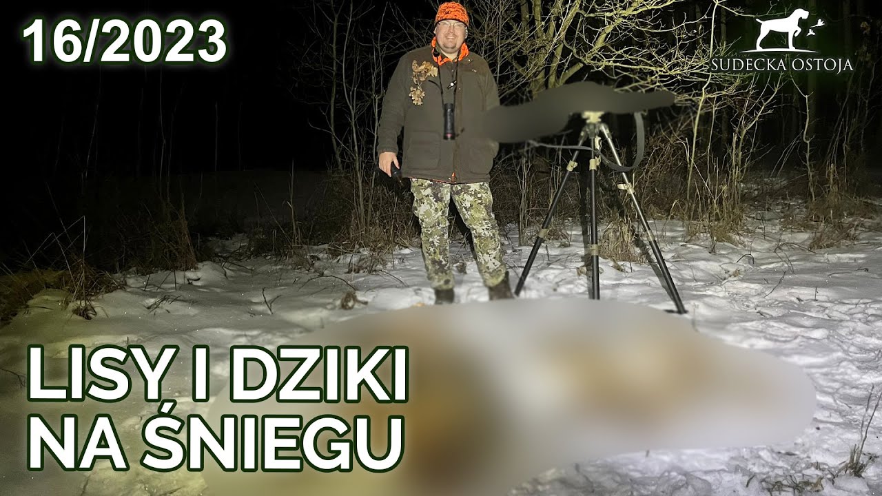 SUDECKA OSTOJA 16/2023. Lisy, dziki Wildboar fox hunting chasse au cerf Primos Trigger Stick Apex