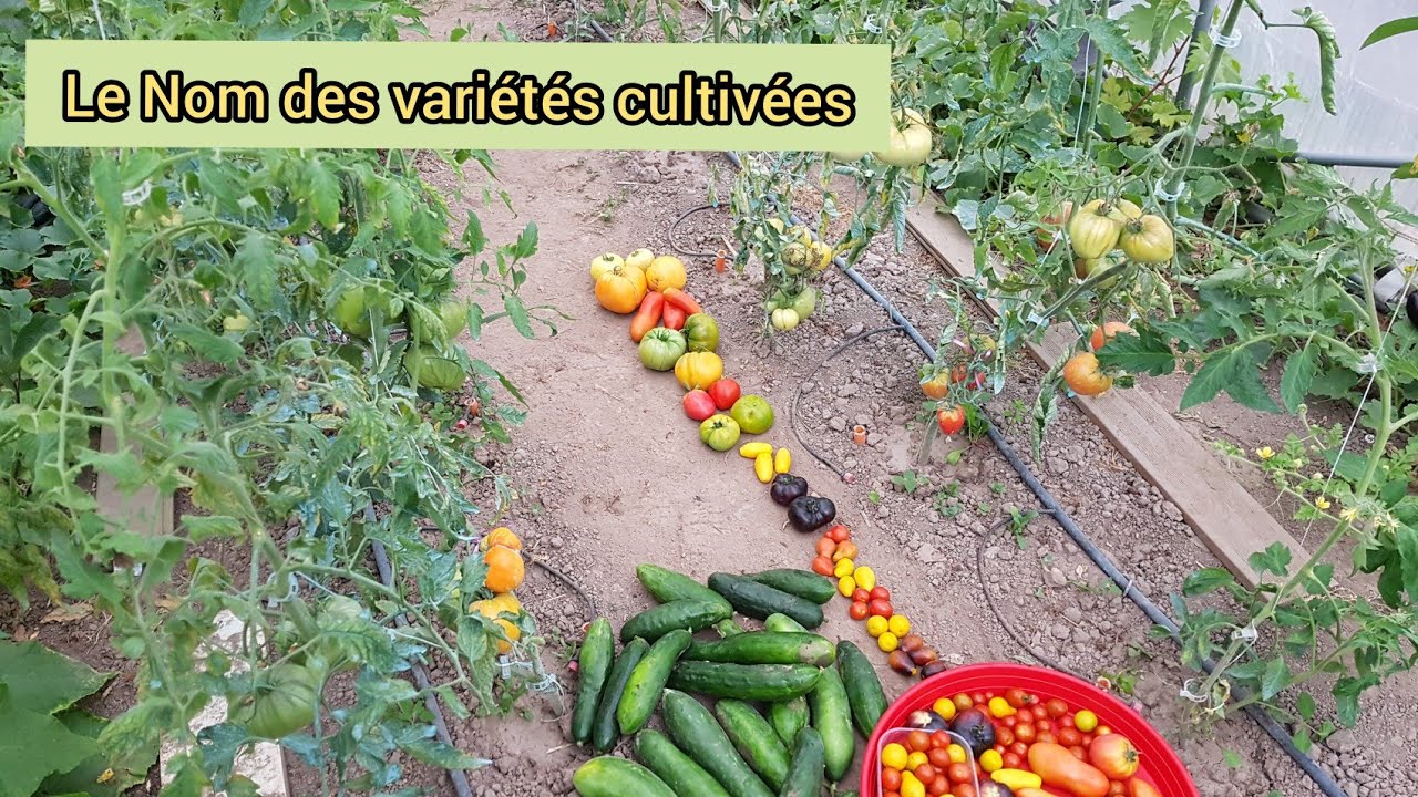 Mes variétés de Tomates  2021