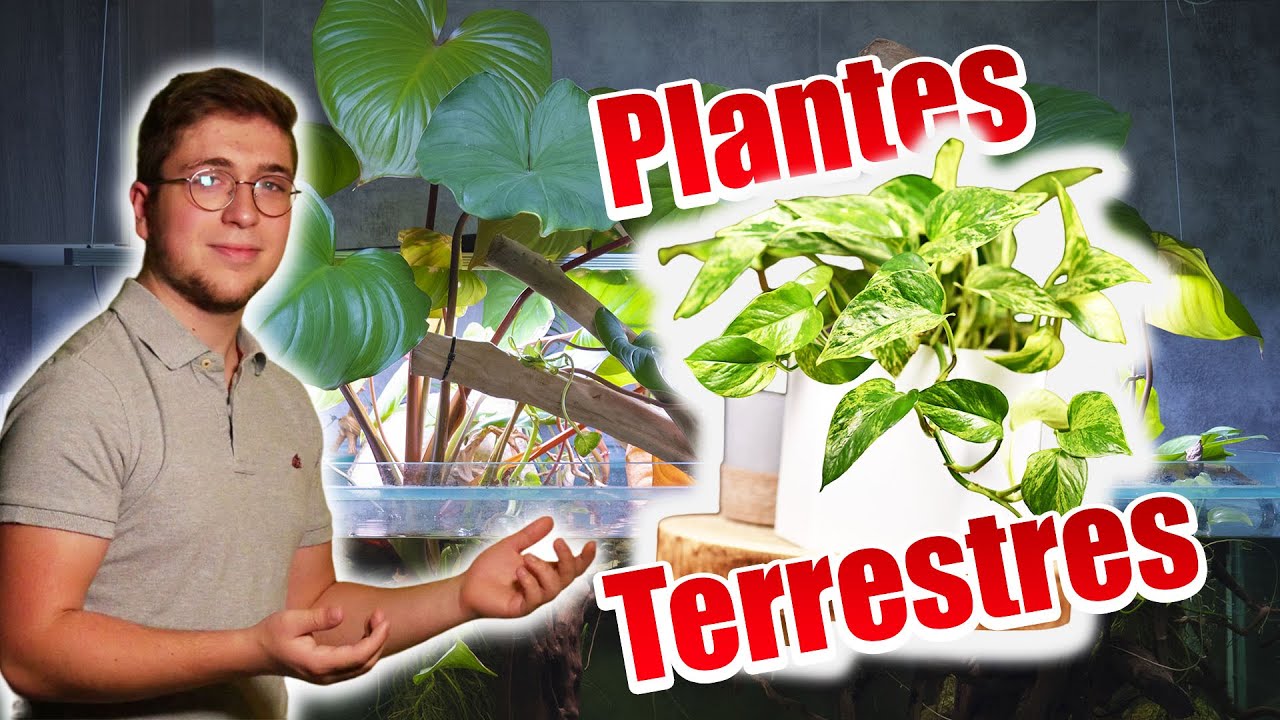 QUELLES PLANTES HYDROPONIQUES EN AQUARIUM ? (plantes terrestres/ aquaponie)