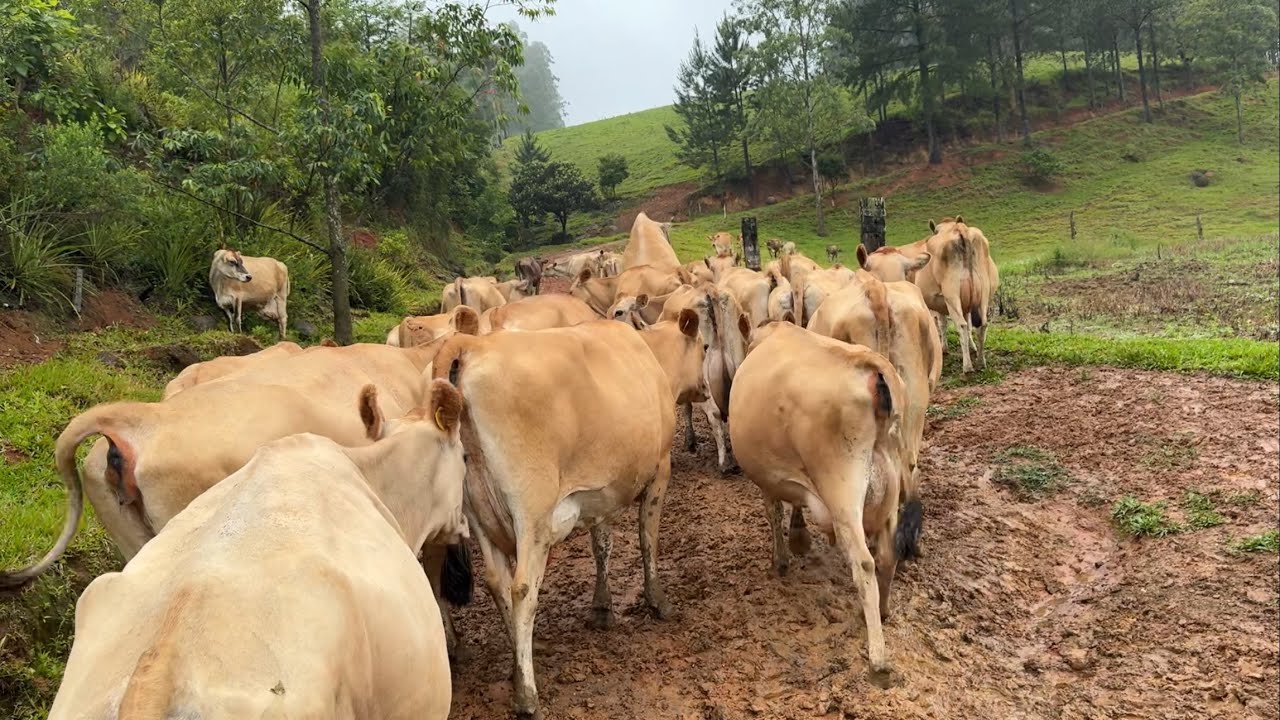 Ainda vale a pena começar com vacas de leite?