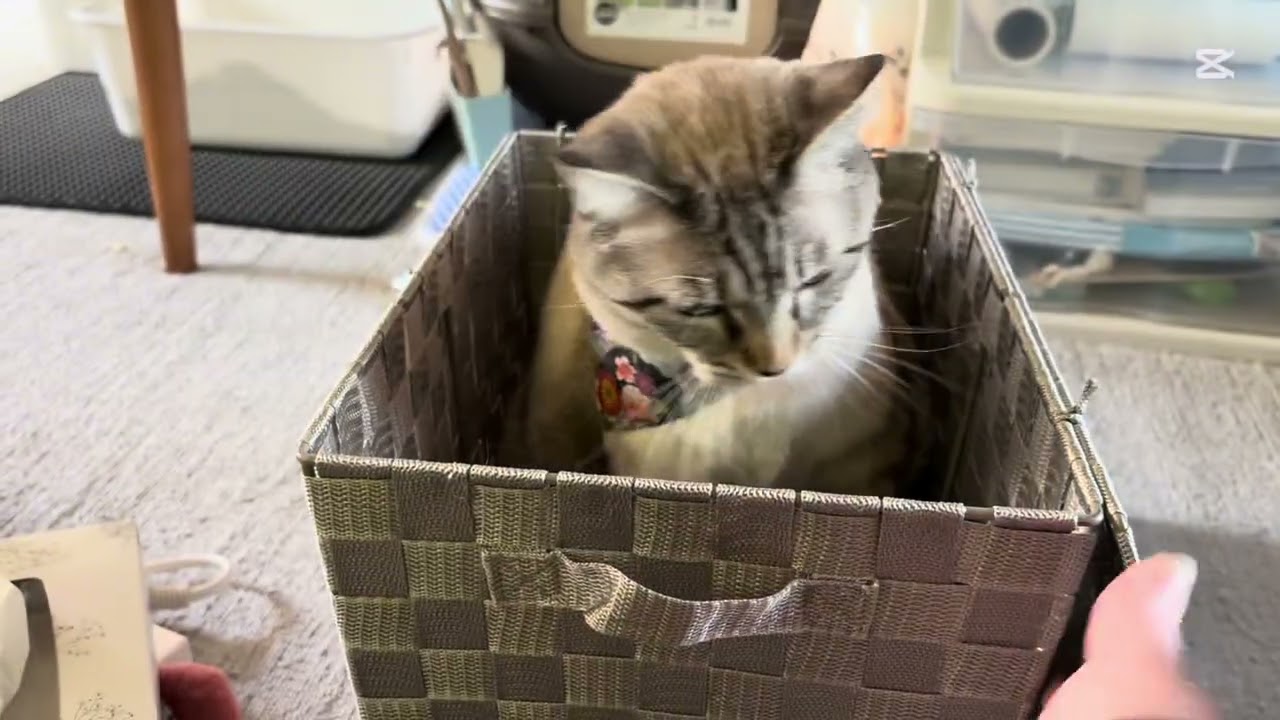 箱シリーズ📦飛び出るみるくが可愛すぎ〜