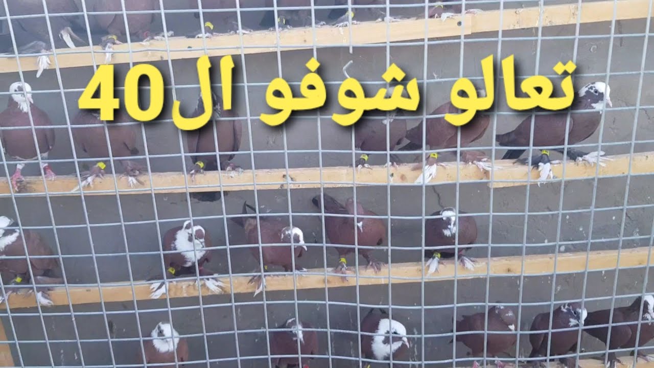 دللو حبايب جبتلكم 40