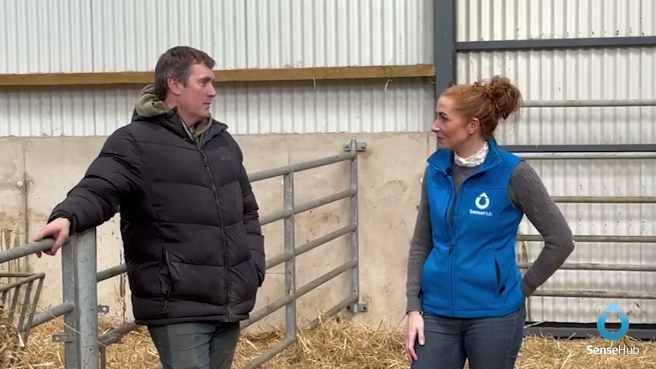 Introducing SenseHub Dairy Youngstock