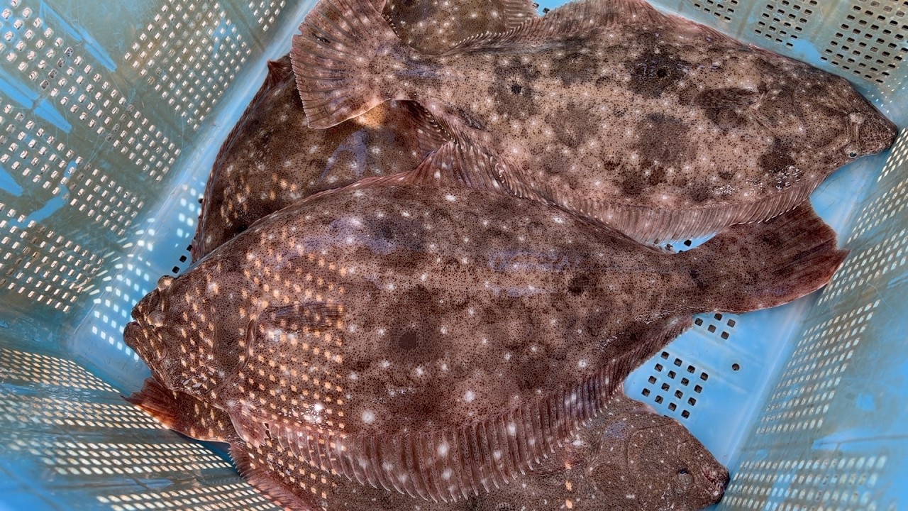 【衝撃】瀬戸内海にバケモノ降臨！座布団ヒラメがひき縄に食いついた結果…[何気ない漁の様子][Vlog]
