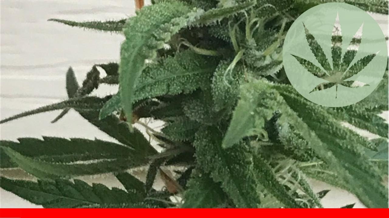 Jack The Ripper - All About This Strain