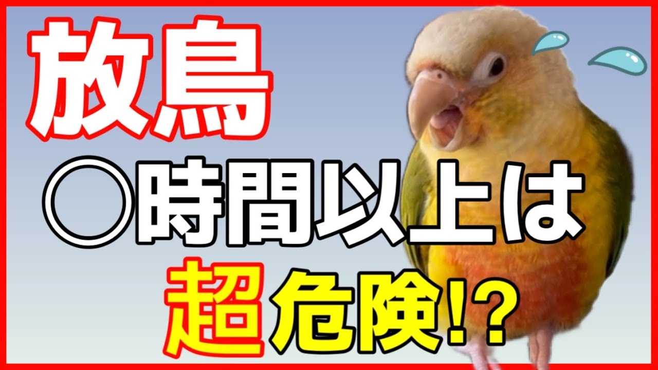 インコ放鳥しすぎは超危険⁉︎ ダメな3つの理由