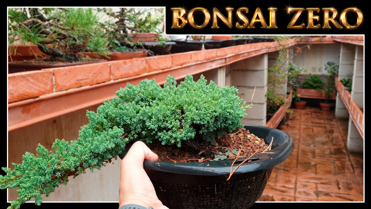Paseo por mis Bonsai Zero octubre 2025