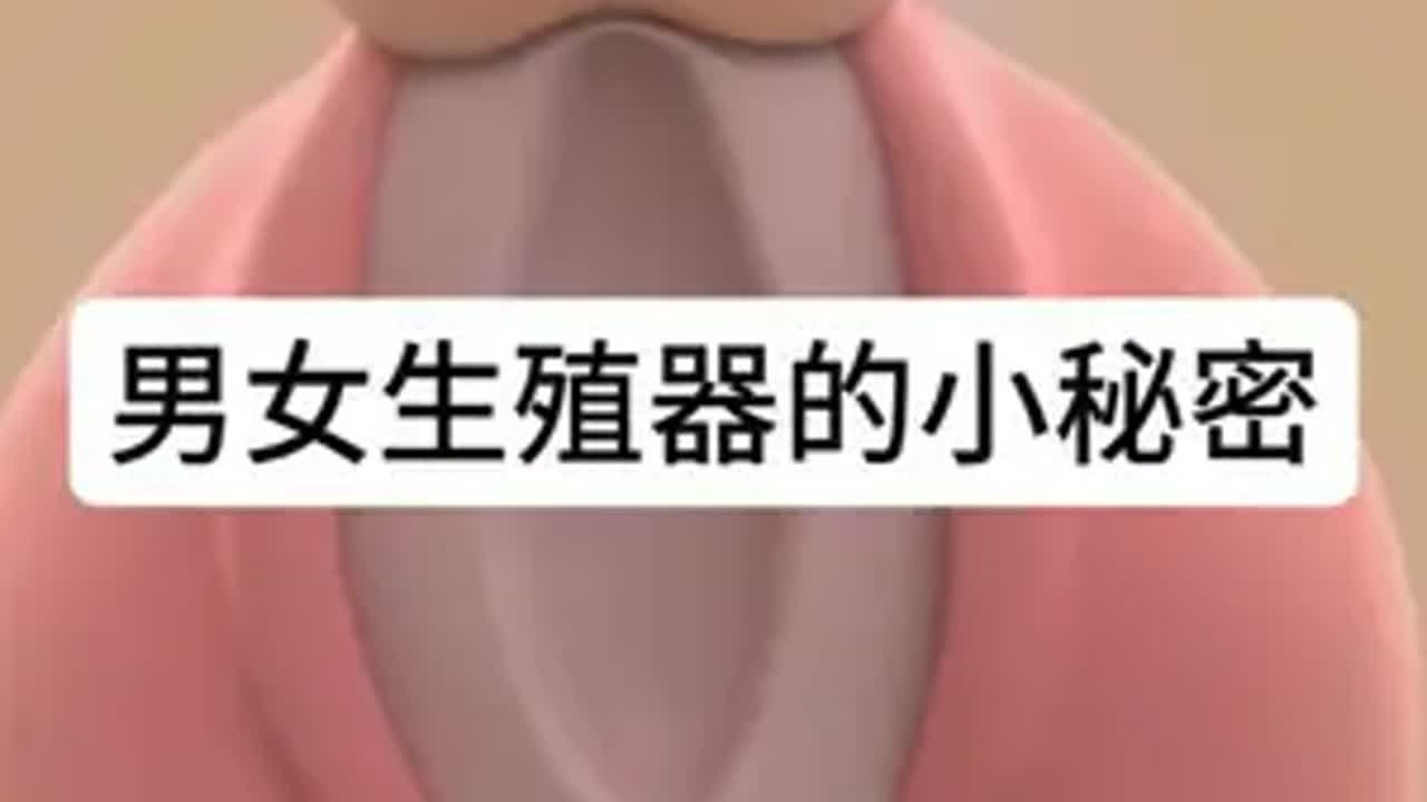 其实99%的人可能都不知道，男女生殖器是由相同的胚胎细胞团衍生而来的。男性 女性 生殖系统 科普 涨知识