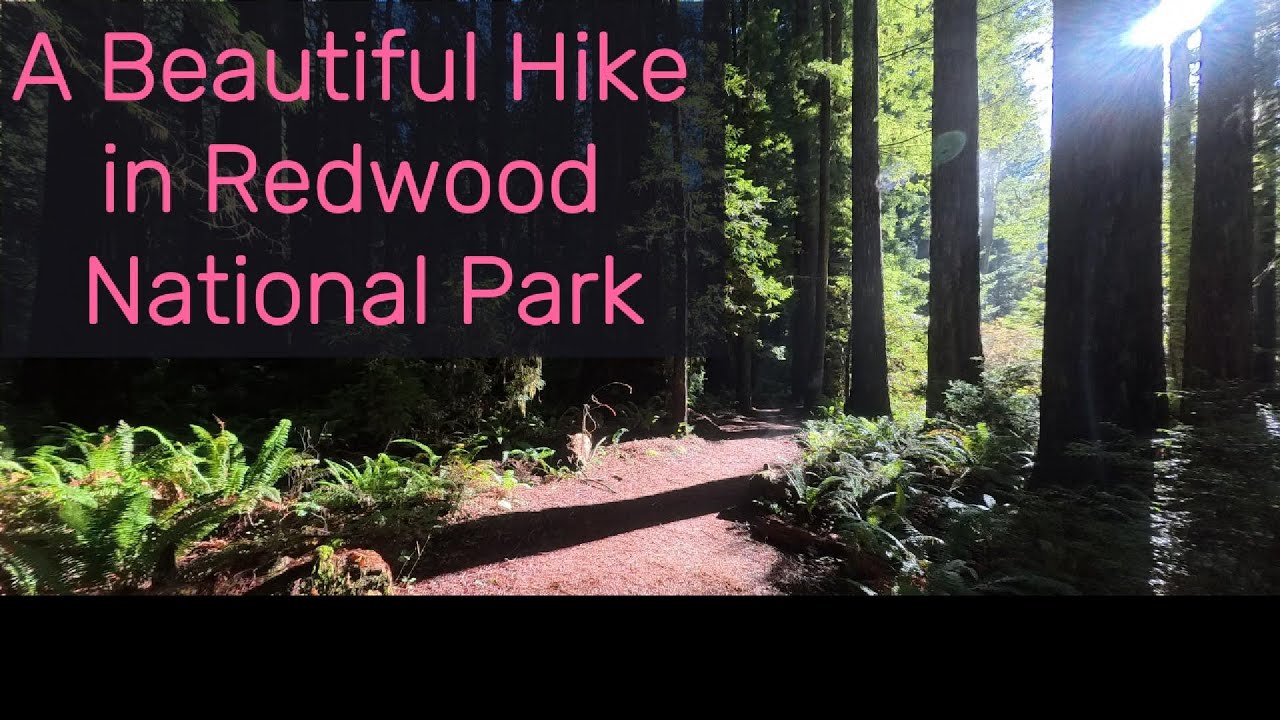 Redwoods Hike #1
