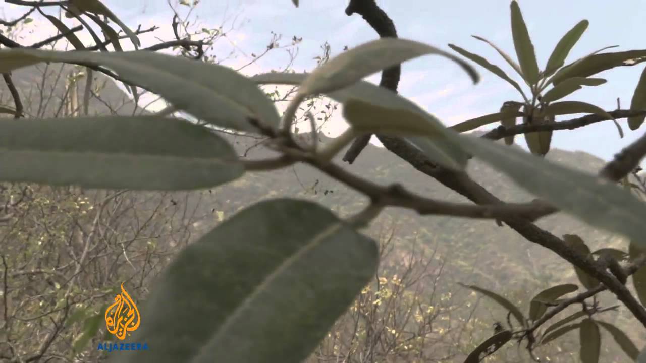 Deforestation threatens Peru's bear species