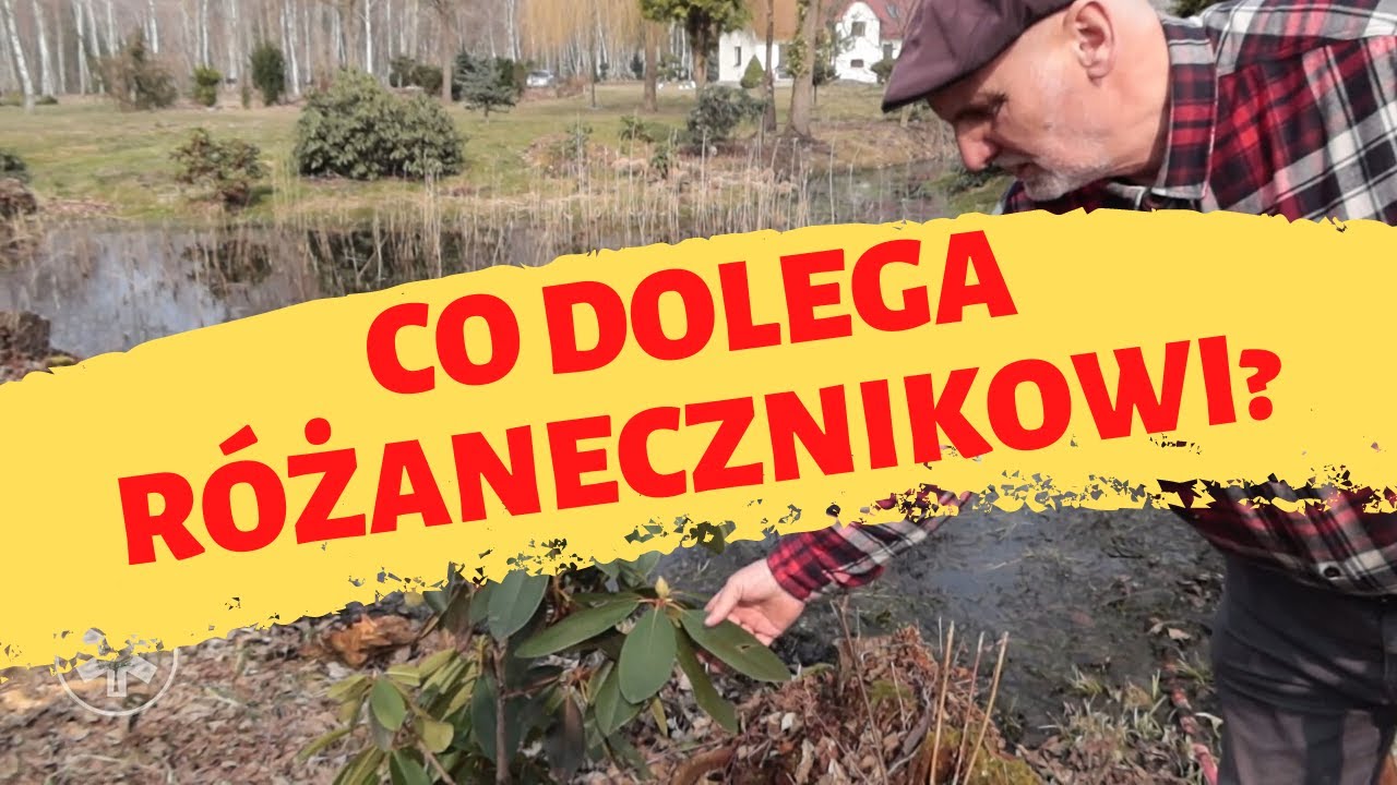 Co dolega mojemu r&oacute;żanecznikowi?