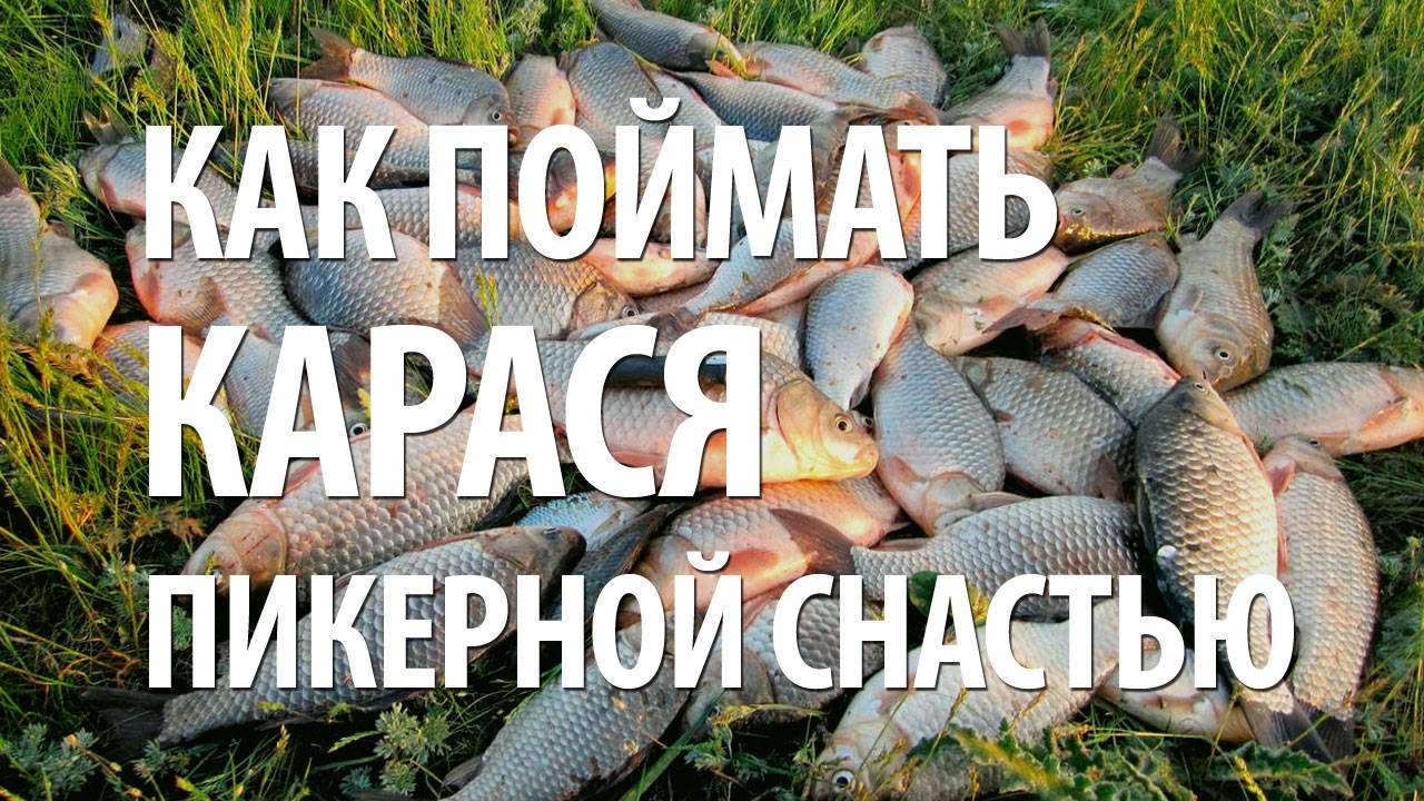 КАК ЛОВИТЬ КАРАСЯ на ПИКЕР