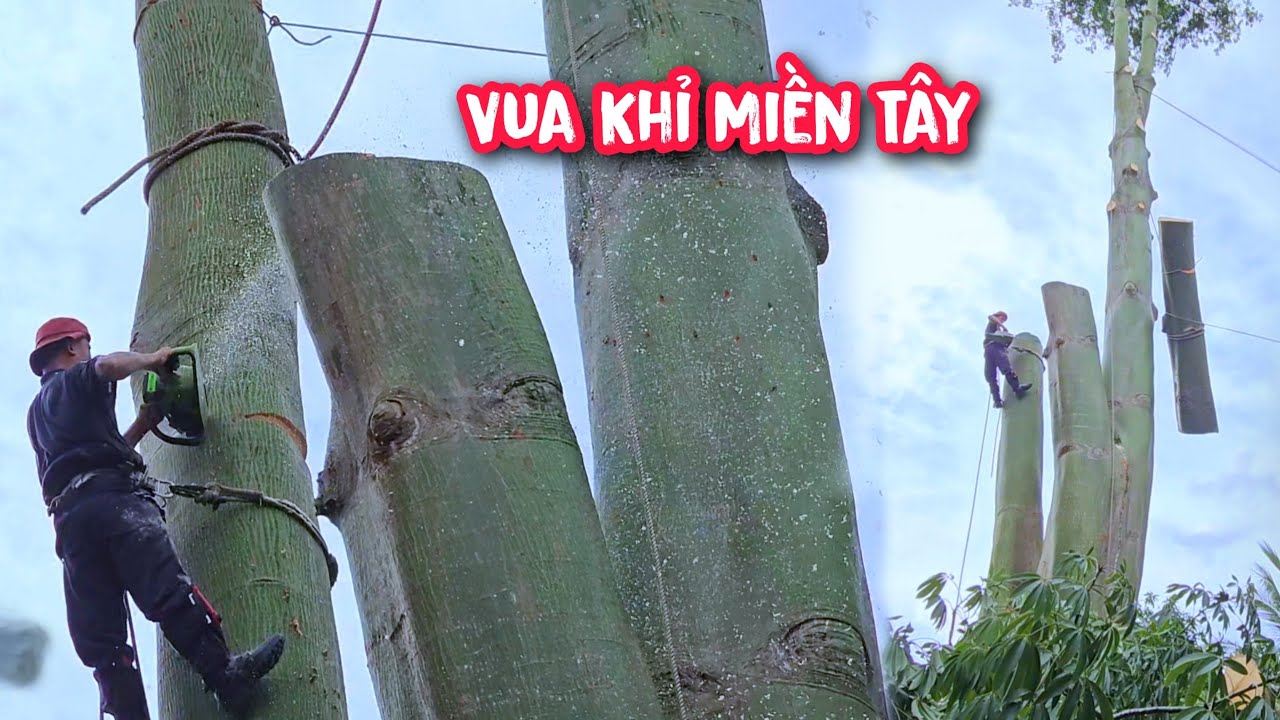 Vua khỉ cưa cây Gòn Khủng, treo khúc kéo không muốn nổi (Phần 3/4)...