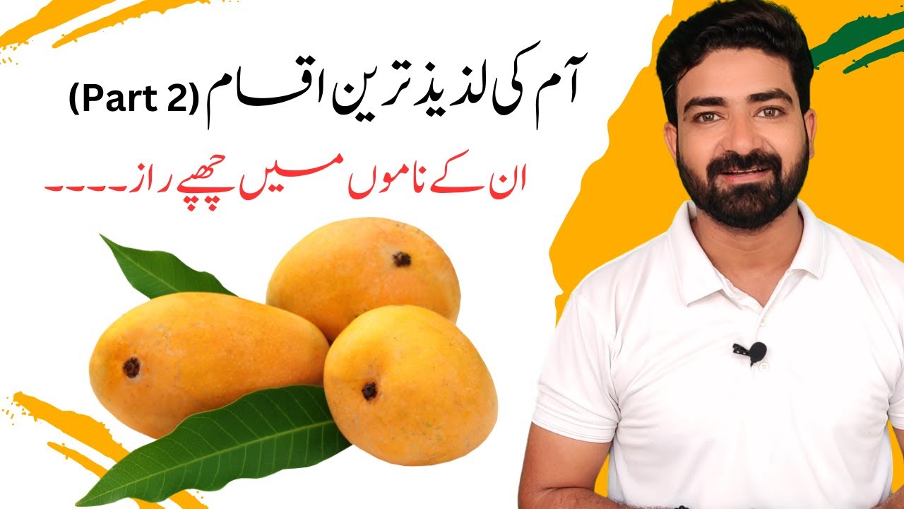 Best Mango Varieties in Pakistan | Dasehri and Chaunsa | Secretes behind Mango Names