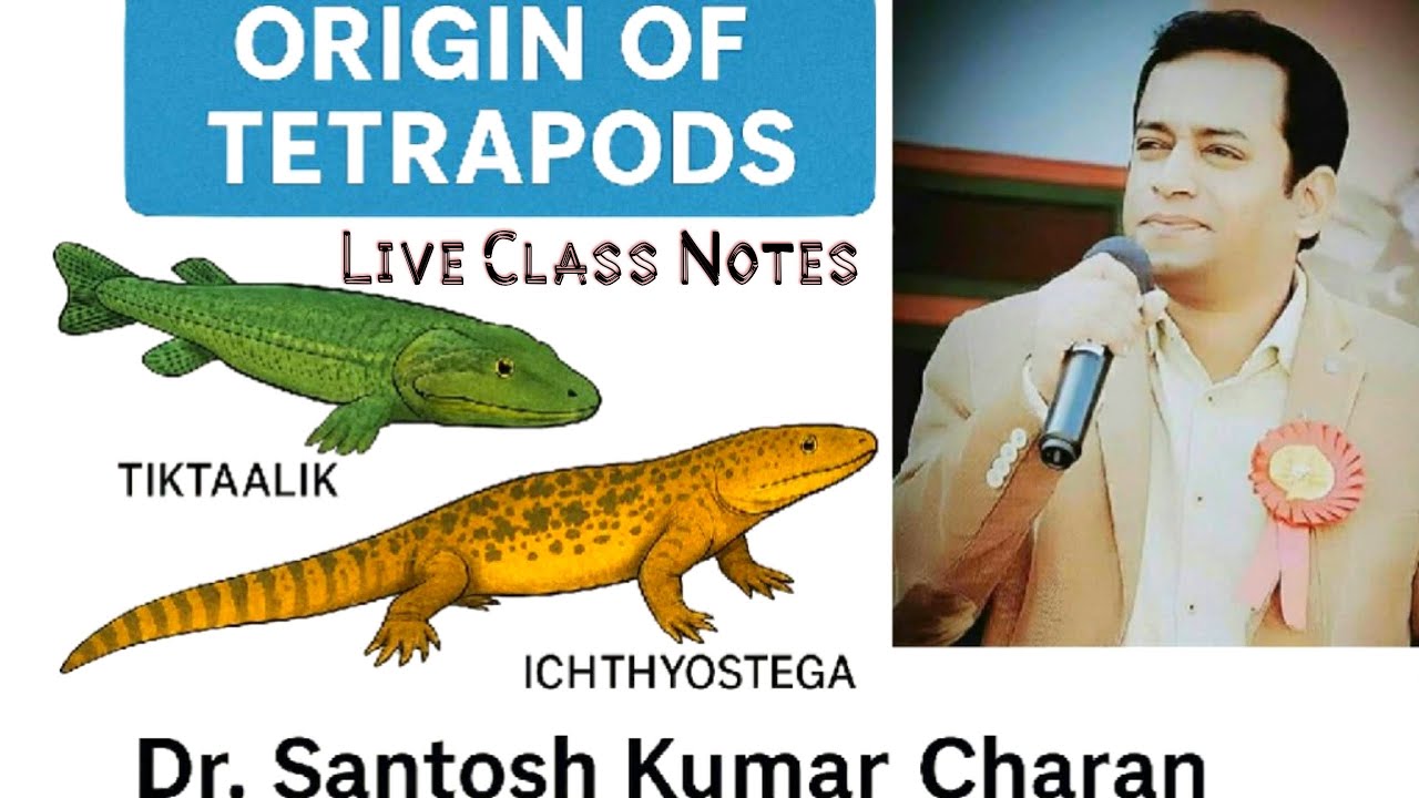 Origin Of Tetrapods/Amphibian Part 1