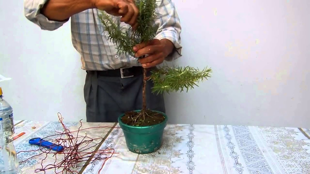 Bonsai de Romero un desafio