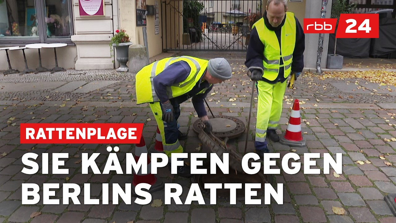 Mit Schlagfallen und Gift gegen Berlins Rattenproblem