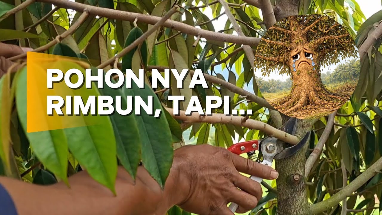 Banyak yang Salah Kaprah Soal Pohon Rimbun.
