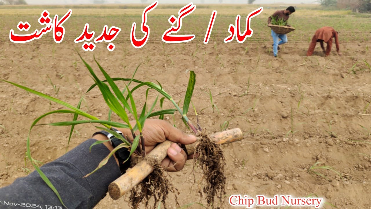 Innovative sugarcane sowing | Sugarcane nursery sowing technique