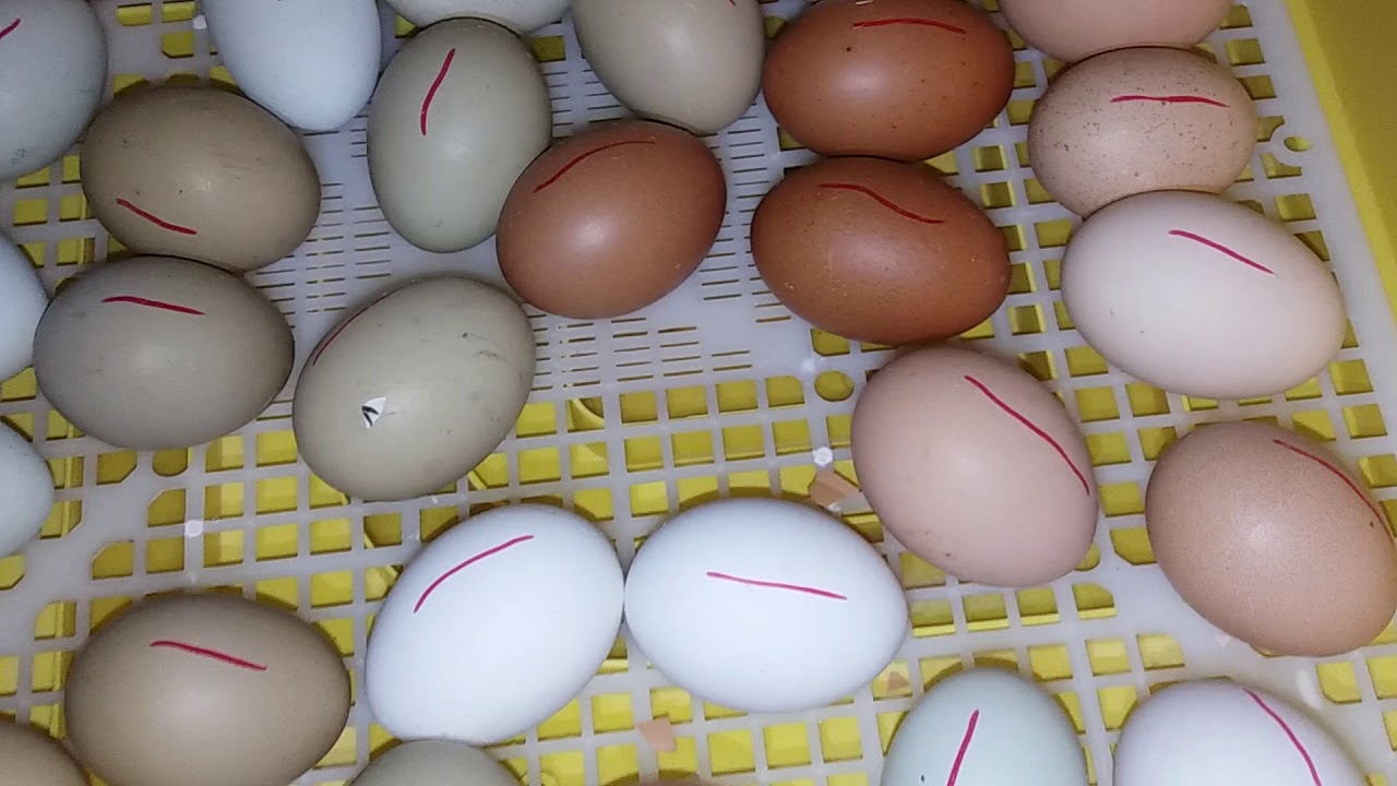 Klucie. Lęgi kurcząt z kolorowych jajek 😀