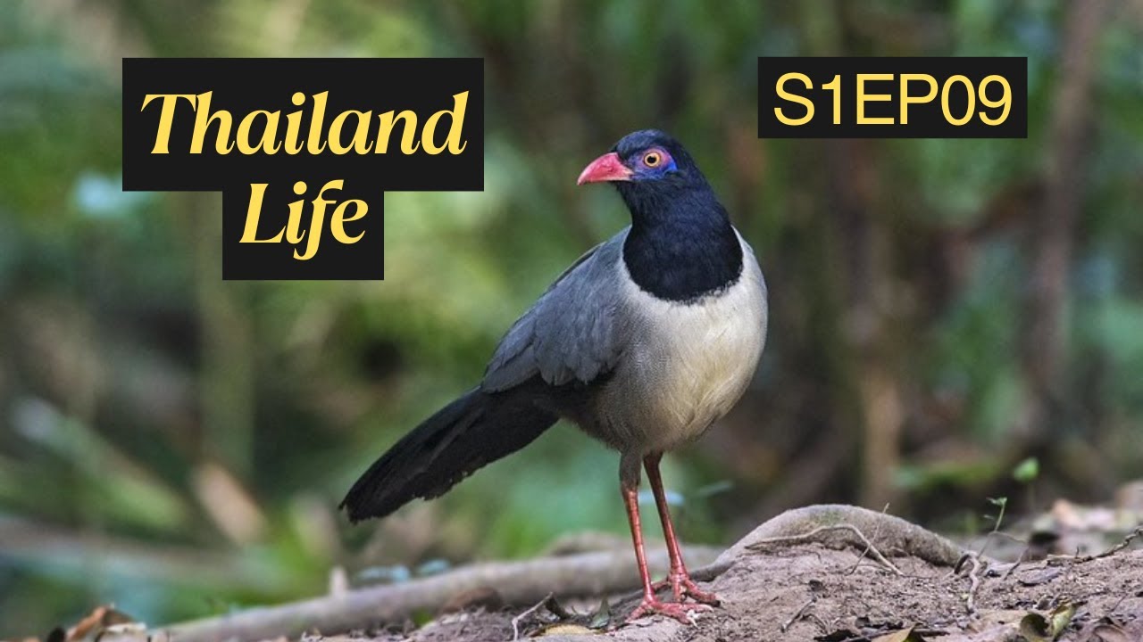S1EP09  Life in Thailand